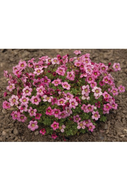 Камнеломка Марто Роуз в ландшафте